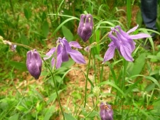 Aquilegia vulgaris-02