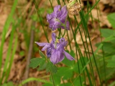 Aquilegia vulgaris-05