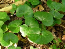 Asarum europaeum-04