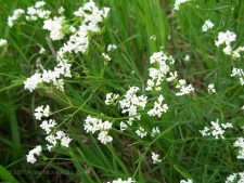 Asperula tinctoria-03