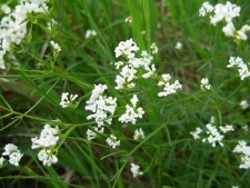 Asperula tinctoria-04