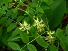 Astragalus glycyphyllos-02