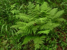 Athyrium filix-femina-01