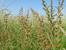 Beckmannia eruciformis-01