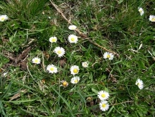 Bellis perennis-01