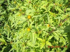 Bidens tripartitus-04