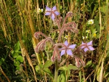 Borago officinalis-01