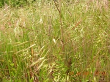 Bromus sterilis-02