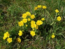 Caltha palustris-01