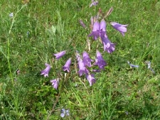 Campanula sibirica-06