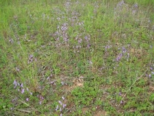 Campanula sibirica-08