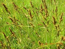 Carex Hartmannii-03