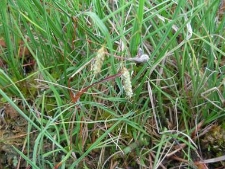 Carex limosa-01