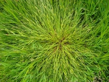 Carex secalina-01