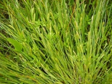 Carex secalina-02