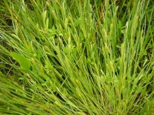 Carex secalina-02