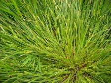 Carex secalina-03