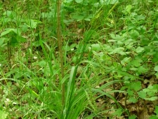 Carex silvatica-01