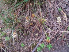 Carex supina-01