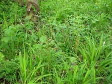 Carex tomentosa-01