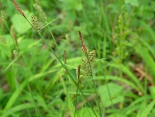 Carex tomentosa-02