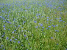 Centaurea cyanus-01