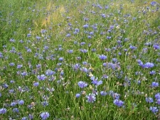 Centaurea cyanus-02