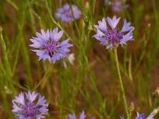 Centaurea cyanus-03