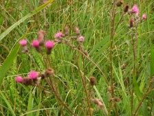 Cirsium palustre-01