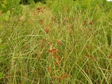Cladium mariscus-01