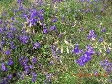 Consolida regalis-01