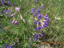 Consolida regalis-02