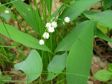 Convallaria maialis-03