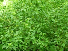 Cornus sanguinea-01