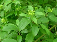 Cornus sanguinea-02