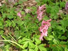 Corydalis cava-02