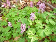 Corydalis cava-03