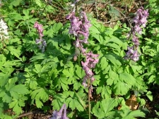 Corydalis cava-04