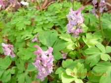 Corydalis cava-06