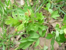 Corydalis pumila-02