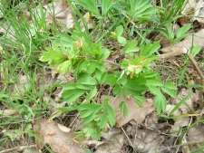 Corydalis pumila-03