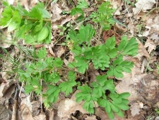 Corydalis pumila-05