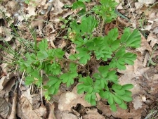 Corydalis pumila-08