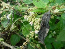 Cuscuta europaea-03