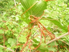 Cuscuta lupuliformis-03