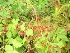 Cuscuta lupuliformis-05