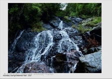 Park Narodowy Dorrigo wpisany na listę Światowego Dziedzictwa Przyrody