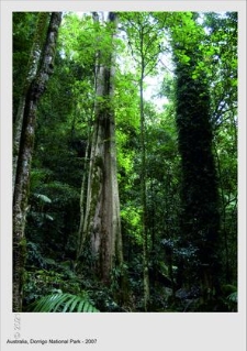 Park Narodowy Dorrigo wpisany na listę Światowego Dziedzictwa Przyrody