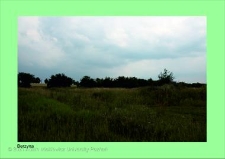 Stanowisko ślimaka winniczka w woj. wielkopolskim - BERZYNA