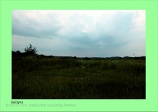 Stanowisko ślimaka winniczka w woj. wielkopolskim - BERZYNA